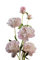Store Bonderoser/paeonia i 19 cm potte